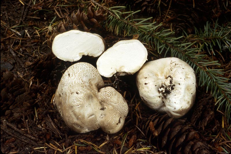 Calvatia fumosa